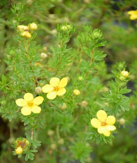 Лапчатка кустарниковая Хендлин Белла Линдси (Hendlin Bella Lindsey)