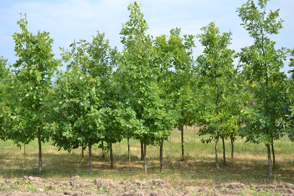 Дуб черешчатый Кверкус робур (Quercus robur)