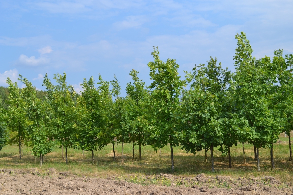 Дуб черешчатый Кверкус робур (Quercus robur)