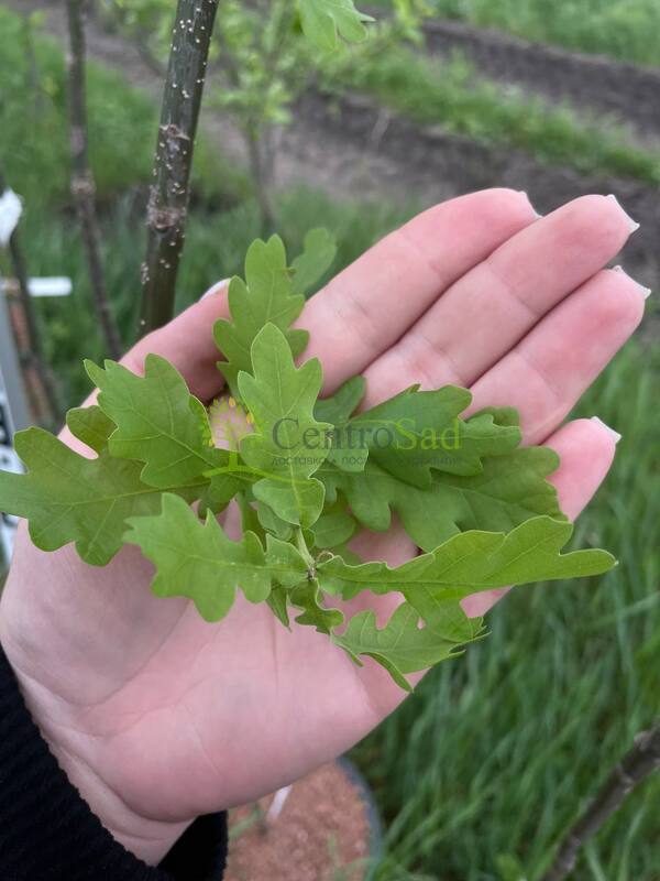 Дуб черешчатый Кверкус робур (Quercus robur)