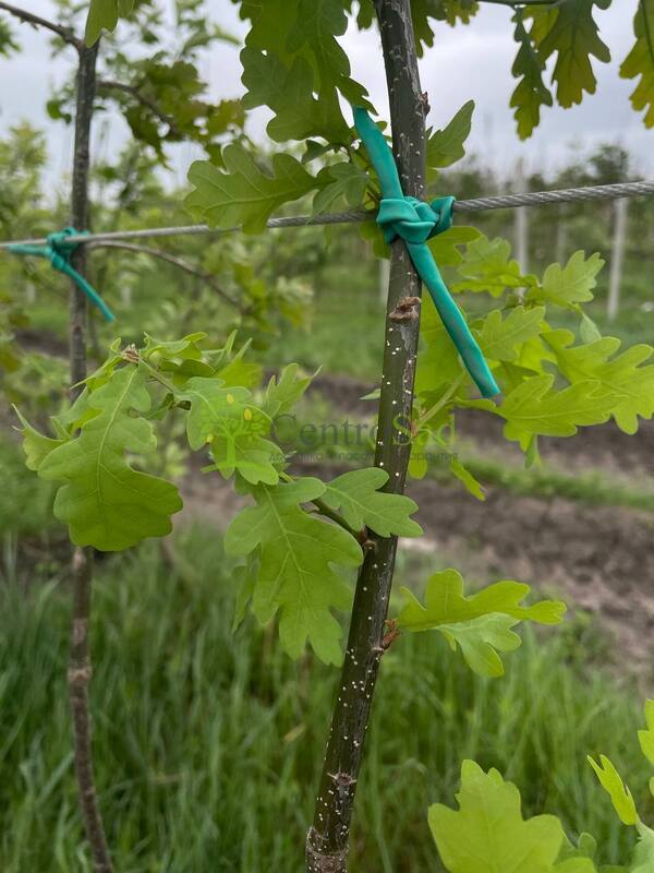 Дуб черешчатый Кверкус робур (Quercus robur)
