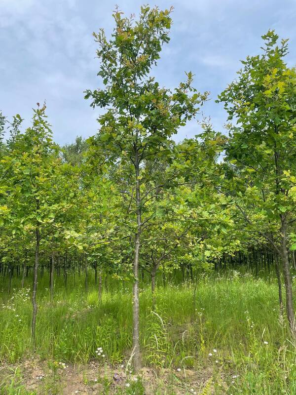 Дуб черешчатый Кверкус робур (Quercus robur)