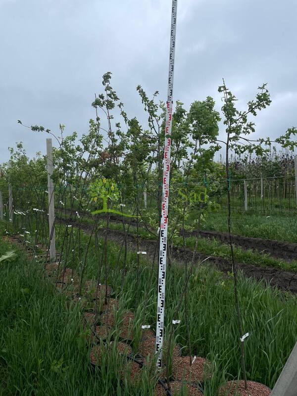 Дуб черешчатый Кверкус робур (Quercus robur)