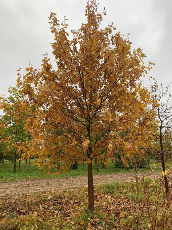 Дуб черешчатый Кверкус робур (Quercus robur)