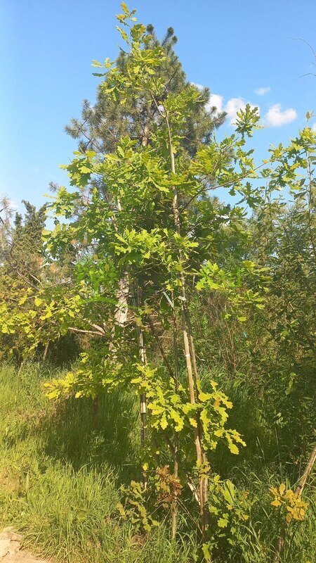 Дуб черешчатый Кверкус робур (Quercus robur)