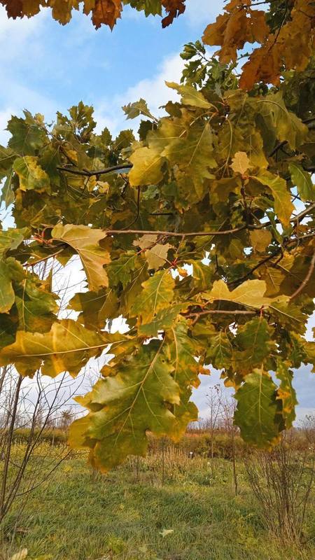 Дуб черешчатый Кверкус робур (Quercus robur)