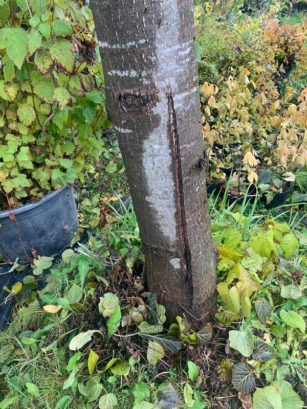 Дуб черешчатый Кверкус робур (Quercus robur)