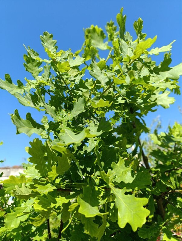 Дуб черешчатый Кверкус робур (Quercus robur)