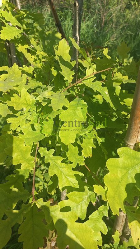 Дуб черешчатый Кверкус робур (Quercus robur)