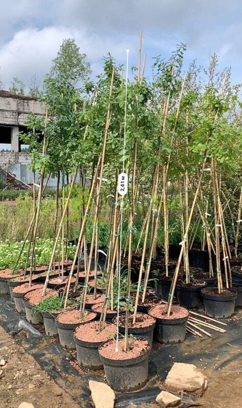 Дуб черешчатый Кверкус робур (Quercus robur)