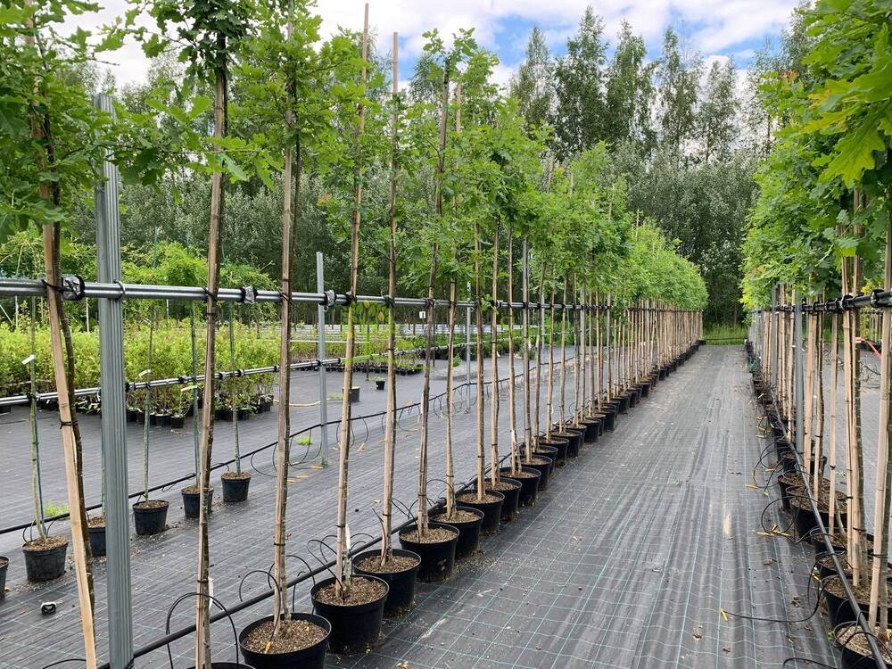 Дуб черешчатый Кверкус робур (Quercus robur)