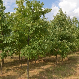Дуб черешчатый Кверкус робур (Quercus robur)