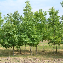 Дуб черешчатый "Quercus robur"