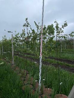Дуб черешчатый Кверкус робур (Quercus robur)