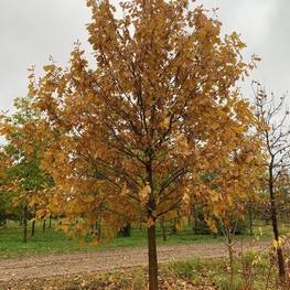 Дуб черешчатый Кверкус робур (Quercus robur)
