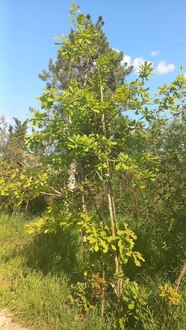 Дуб черешчатый Кверкус робур (Quercus robur)