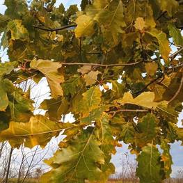 Дуб черешчатый Кверкус робур (Quercus robur)