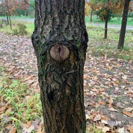 Дуб черешчатый Кверкус робур (Quercus robur)