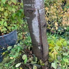 Дуб черешчатый Кверкус робур (Quercus robur)