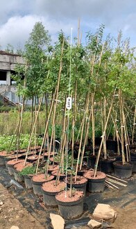 Дуб черешчатый Кверкус робур (Quercus robur)