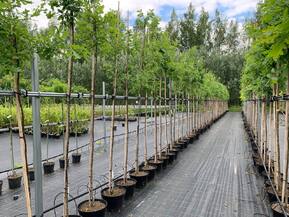 Дуб черешчатый Кверкус робур (Quercus robur)