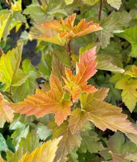 Пузыреплодник калинолистный Мэджик Болл (Magic Ball)