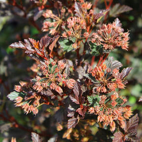 Пузыреплодник калинолистный Мэджикал Свит Черри (Magical Sweet Cherry)