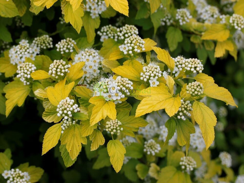 Пузыреплодник калинолистный Тини Вайн Голд (Tiny Wine Gold)