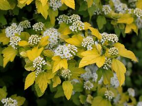 Пузыреплодник калинолистный Тини Вайн Голд (Tiny Wine Gold)