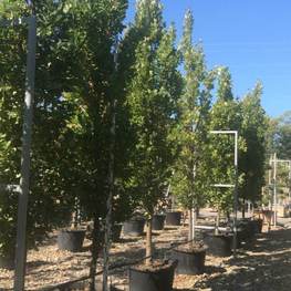 Дуб черешчатый Фастигиата Фастигиата (Fastigiata)