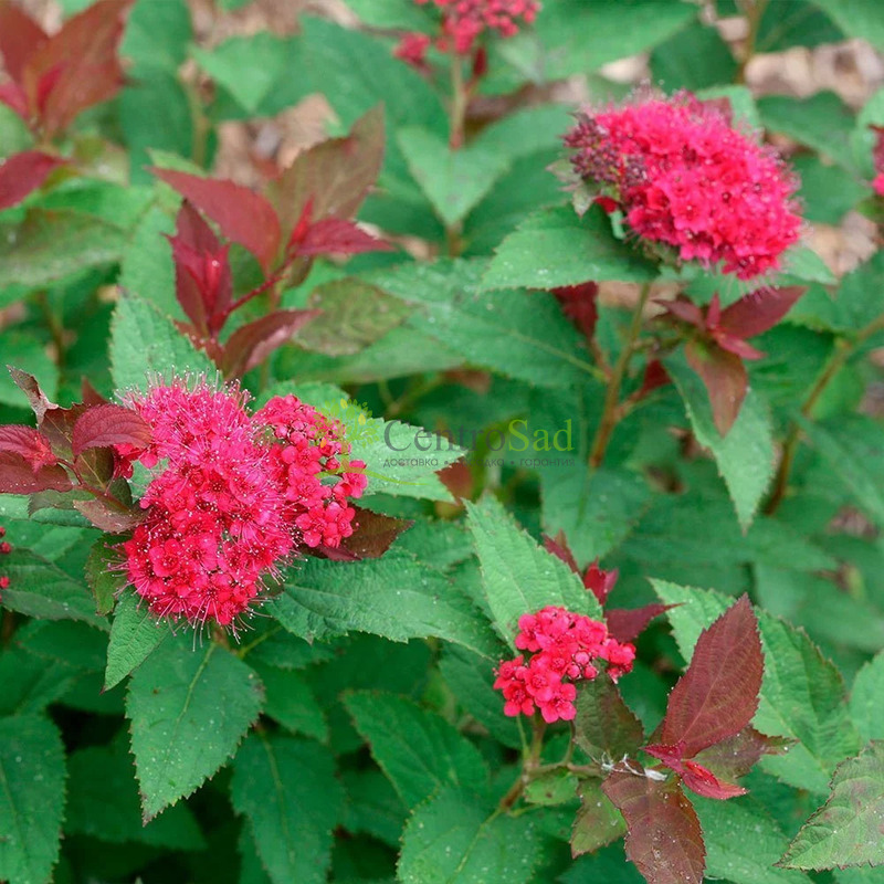 Спирея японская Дабл Плей Дузи (Double Play Doozie)