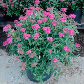 Спирея японская Неон Флеш (Neon Flash)