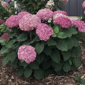 Гортензия древовидная Белла Рагазза Моветт (Bella Ragazza Mauvette)