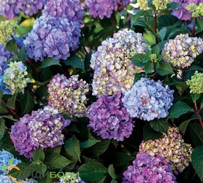 Гортензия крупнолистная Эндлесс Саммер Блумстар (Endless Summer Bloomstar)