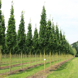 Дуб черешчатый Фастигиата Костер (Koster)