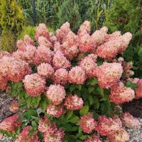 Гортензия метельчатая Гарденлайтс Пинклайт (Gardenlights Pinklight)