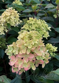 Гортензия метельчатая Литтл Фреско (Little Frescо)