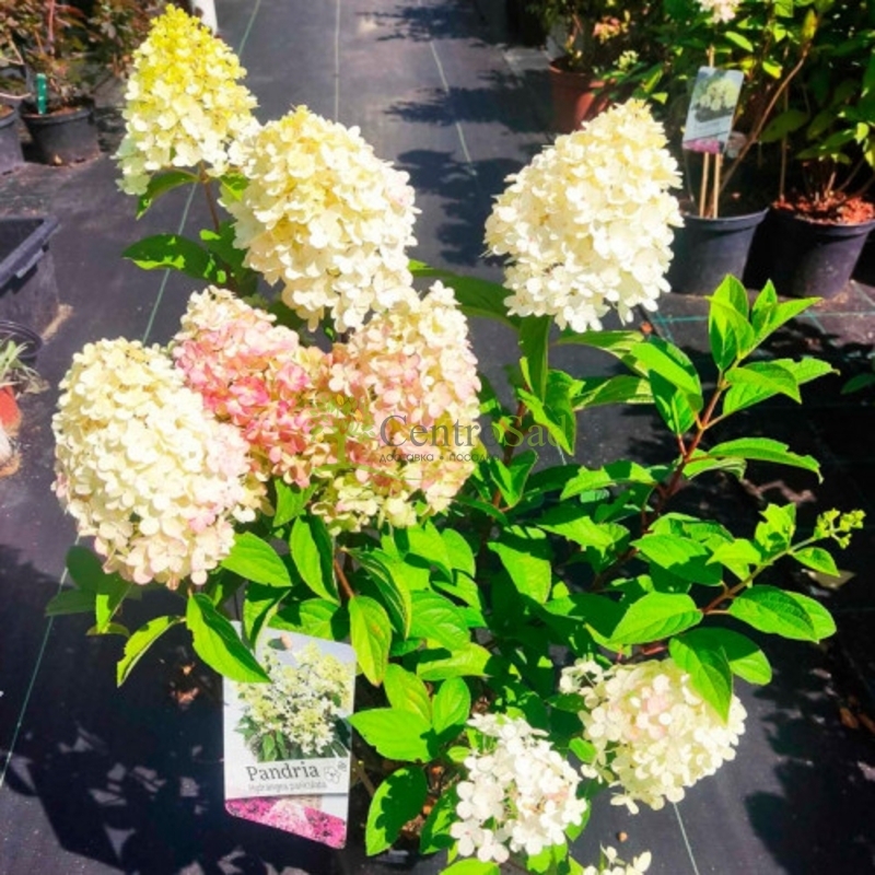 Гортензия метельчатая Пандрия (Pandria)