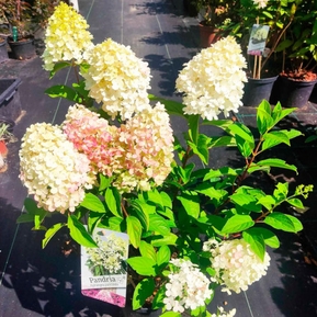 Гортензия метельчатая "Pandria" (Пандрия)