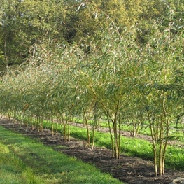 Ива Белая Тристис Тристис (Tristis)