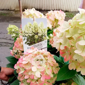 Гортензия метельчатая "Panflora" (Панфлора)