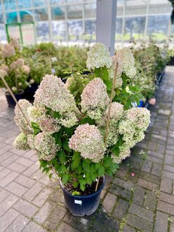 Гортензия метельчатая Петит Стар (Petite star)