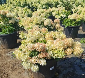 Гортензия метельчатая Петит Стар (Petite star)