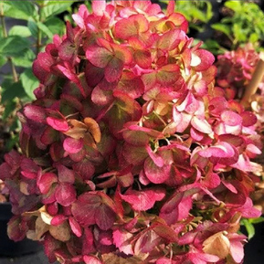 Гортензия метельчатая Петит Черри (Petite Cherry)