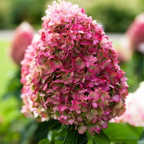 Гортензия метельчатая Пинки Промис (Pinky Promise)