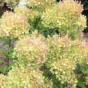 Гортензия метельчатая Романтик Эйс (Romantic Ace)