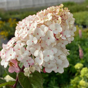 Гортензия метельчатая "Royal Flower" (Роял Флауэр)