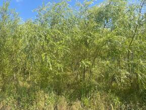 Ива Белая плакучая