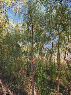 Ива Белая плакучая