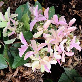 Гортензия метельчатая "Star Rose" (Стар Роуз)